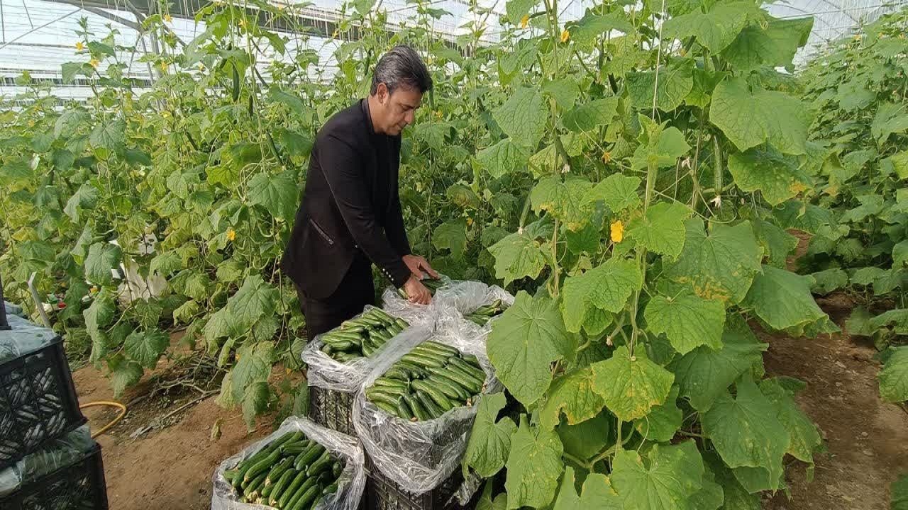 کنترل بیولوژیک آفات گلخانه‌ای در خاتم