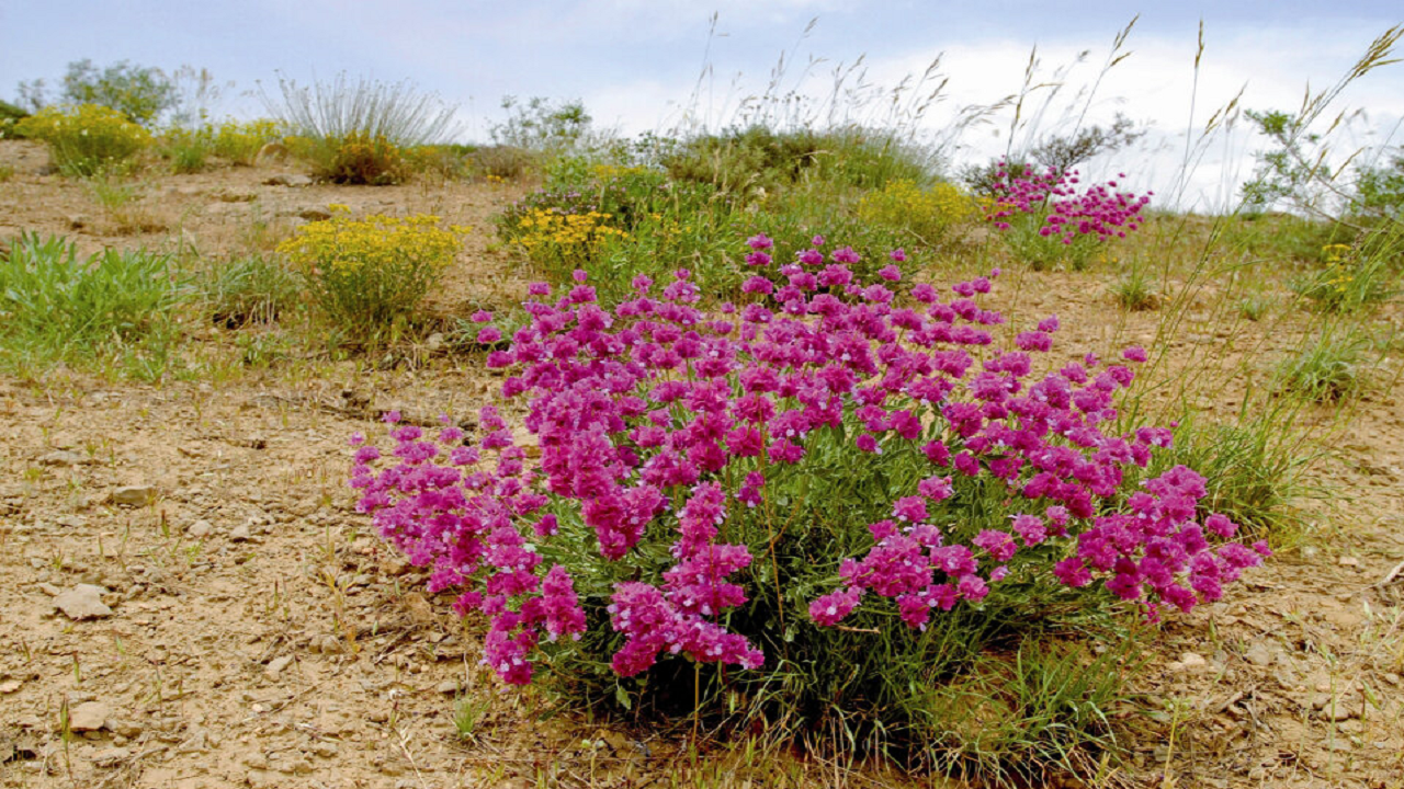 کویر جوانه زد