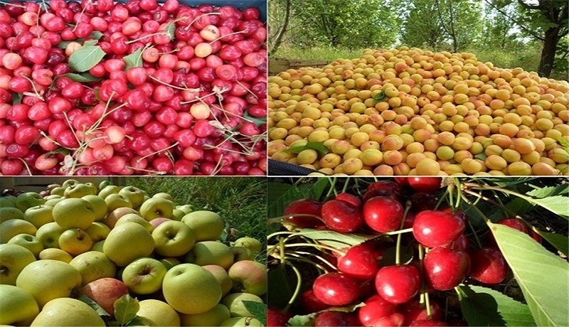 تولید ۹۱۳ هزار تن محصولات باغی در استان همدان