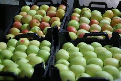صادرات سیب درختی به ۵۵۰ هزارتن رسید