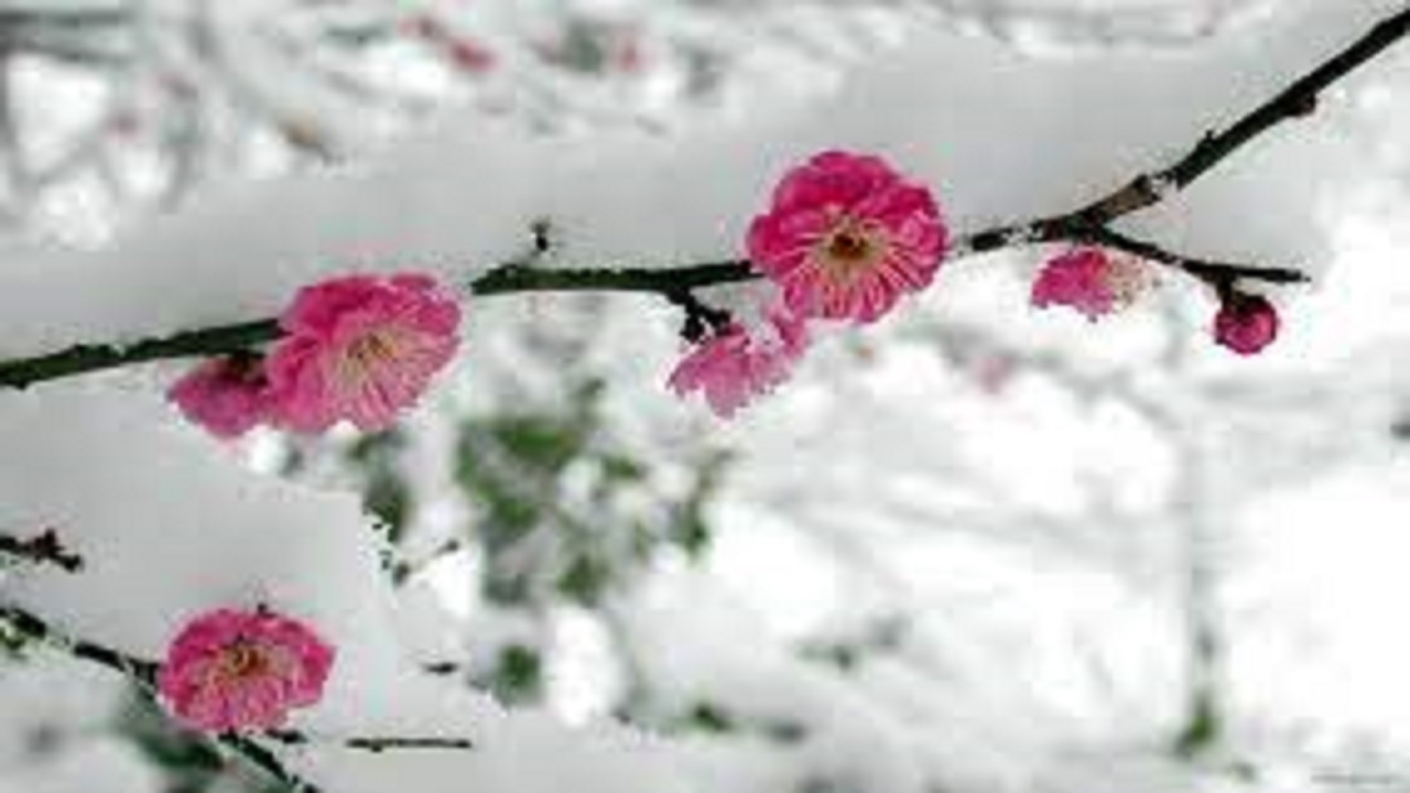 سرما امید به زندگی را افزایش می‌دهد