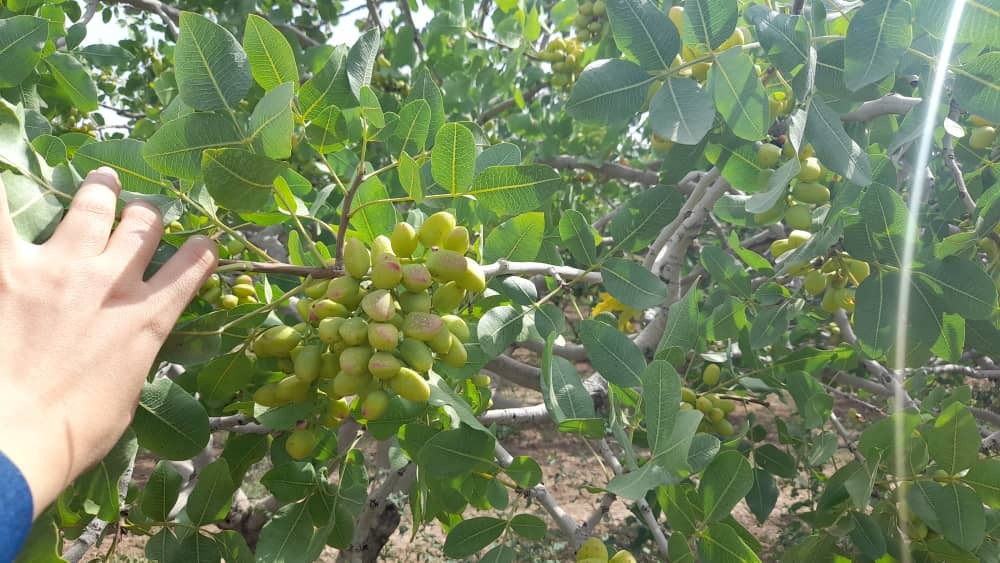 ضرورت مشورت باغداران با کارشناسان قبل از هرگونه اقدام جهت مبارزه شیمیایی