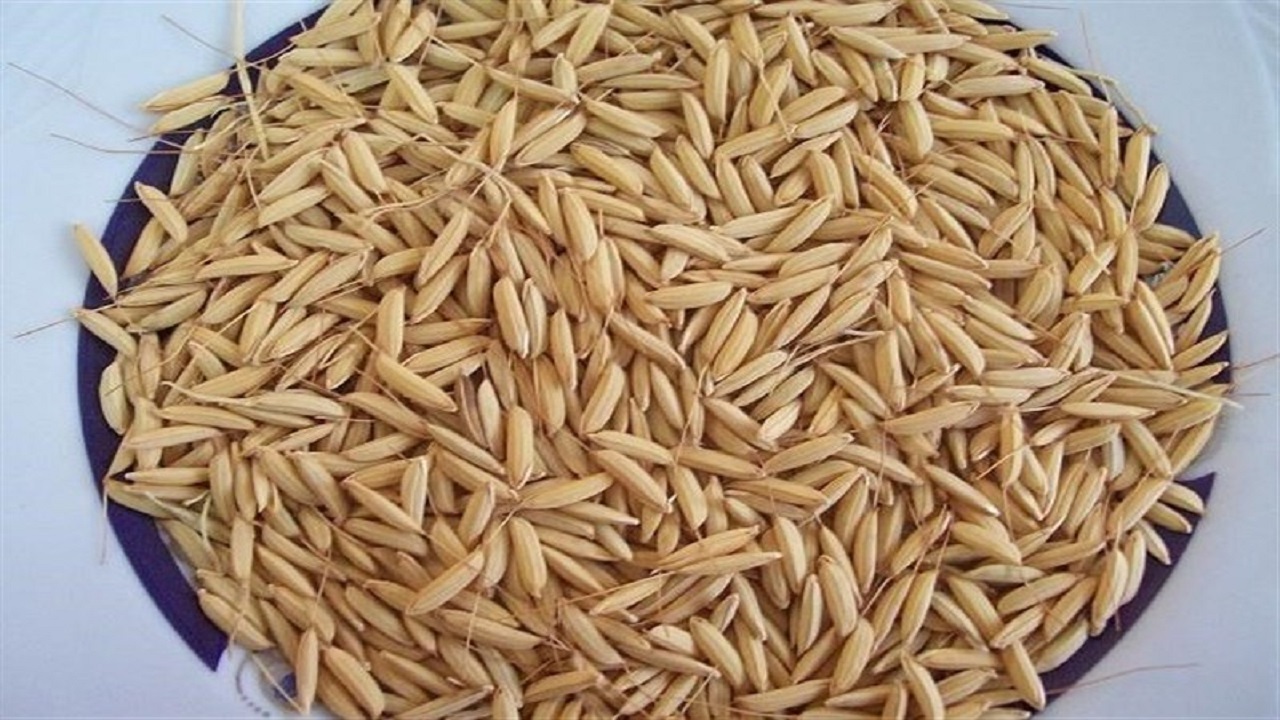 توزیع ۱۰۰۰ تن بذر اصلاح شده برنج در گیلان