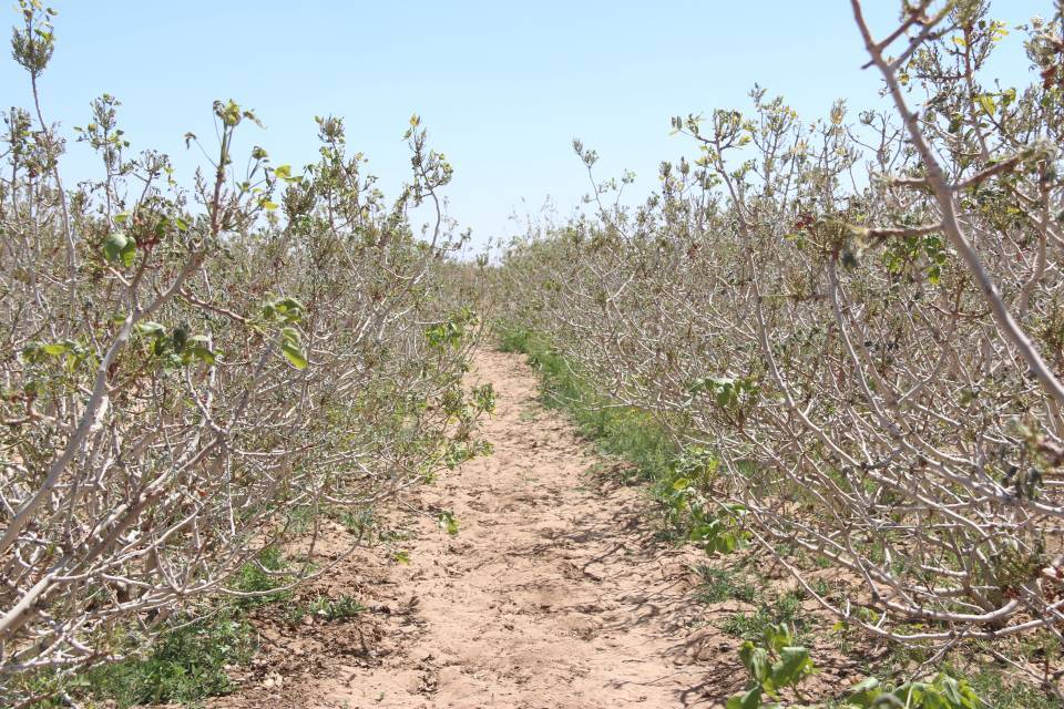 سرمازدگی ۱۲ هزار هکتار از باغات پسته رفسنجان