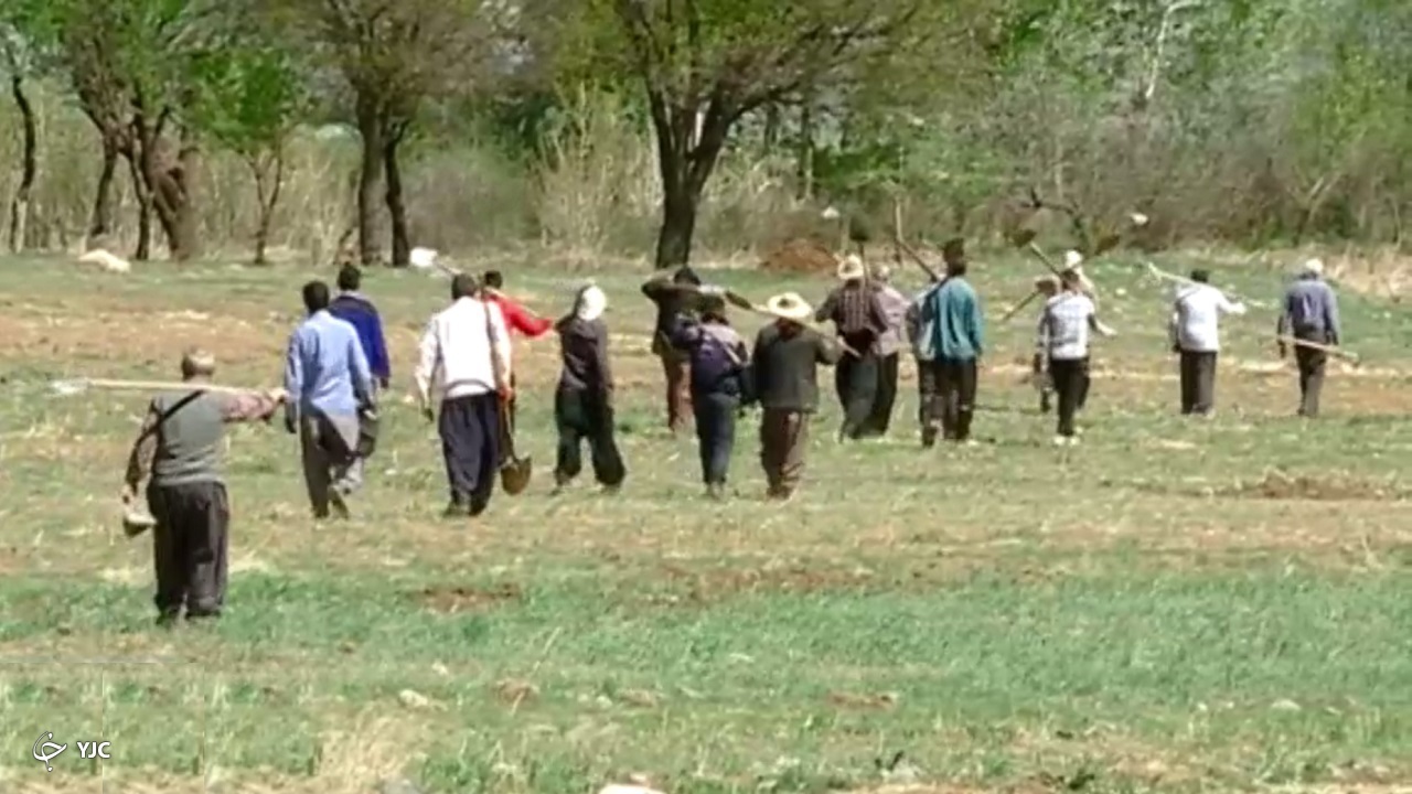 بیل داری در شازند از سنت‌های قدیمی بهاری کشاورزان استان مرکزی
