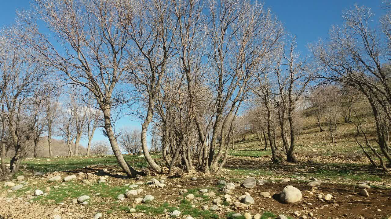 درختان