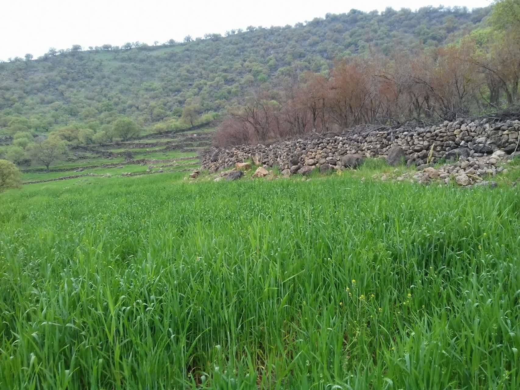 دامان طبیعت