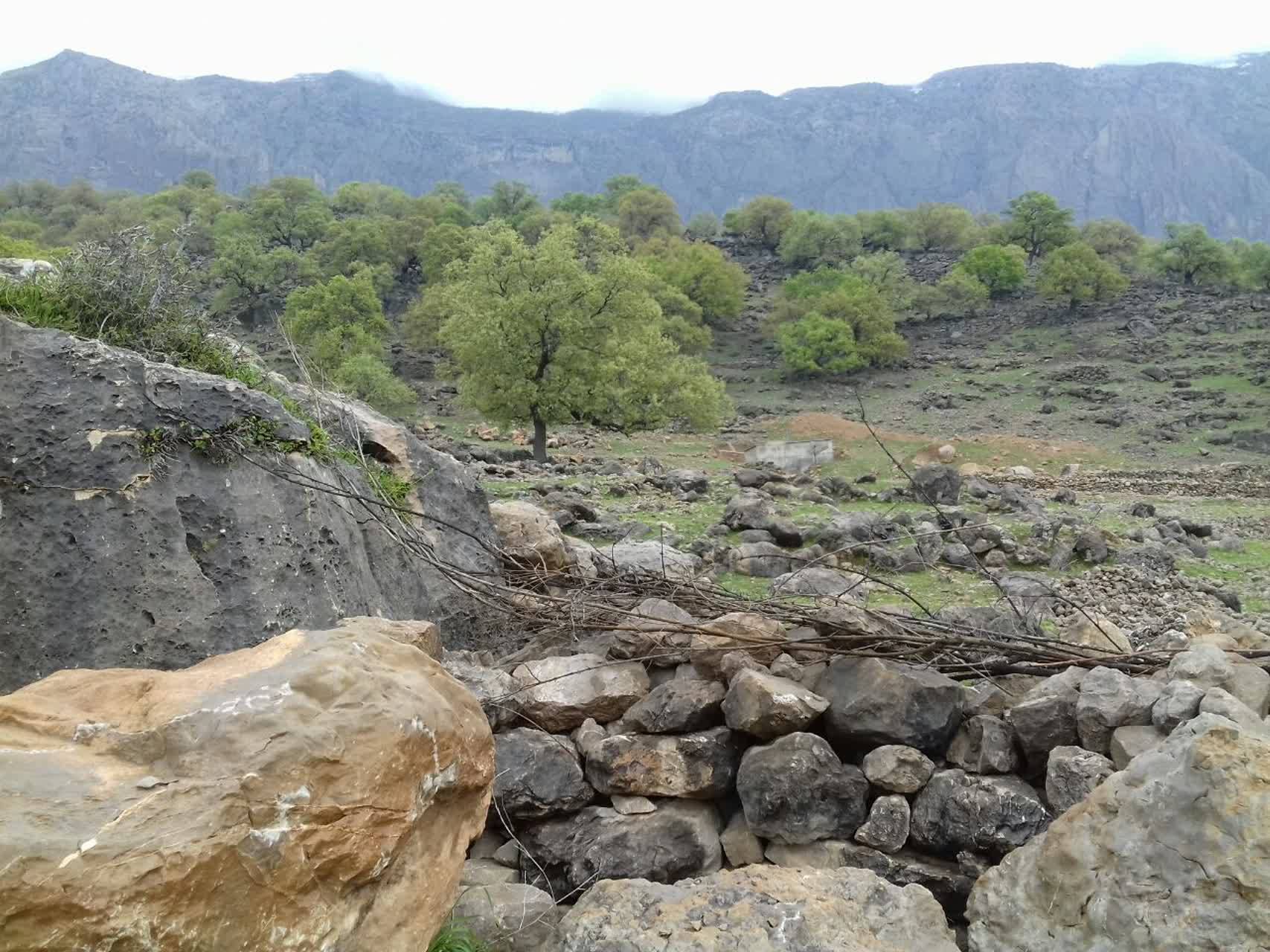 طبیعت چشم نواز