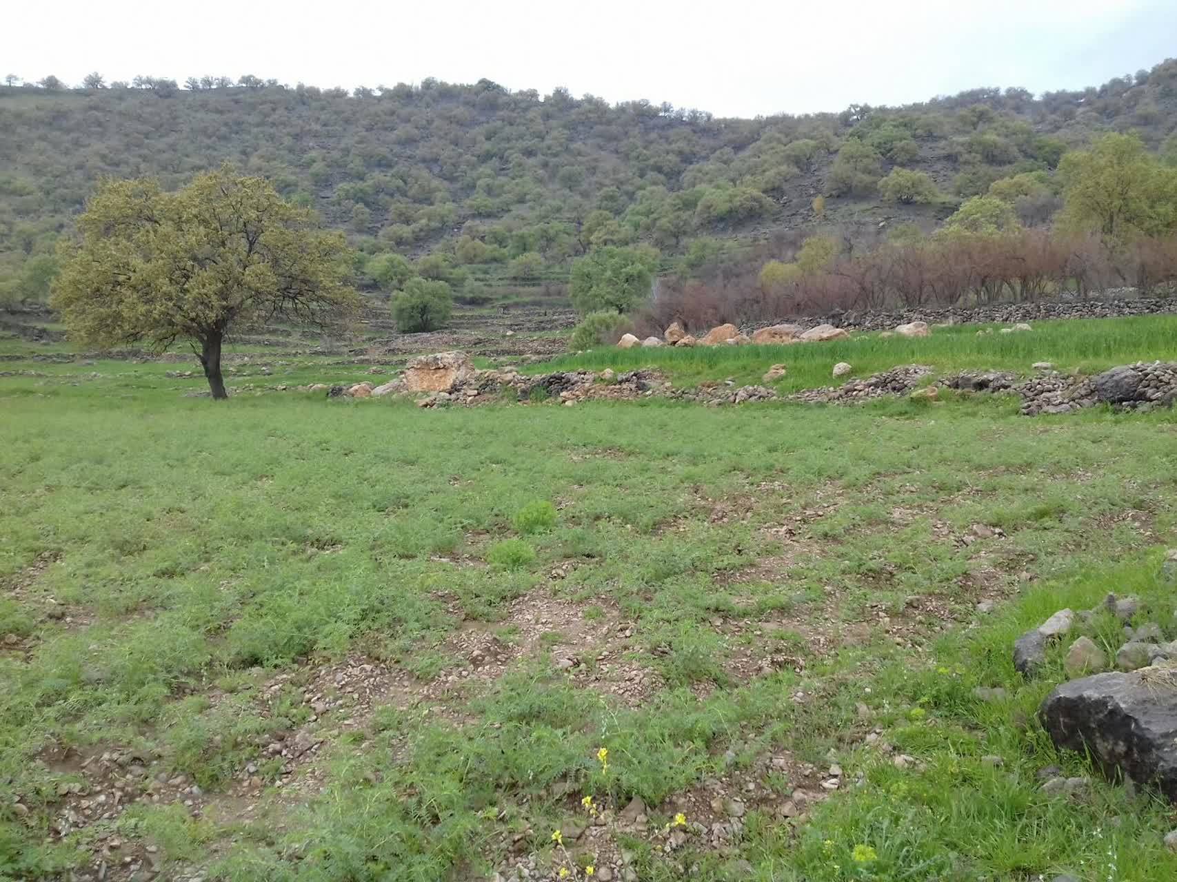 طبیعت بهاری