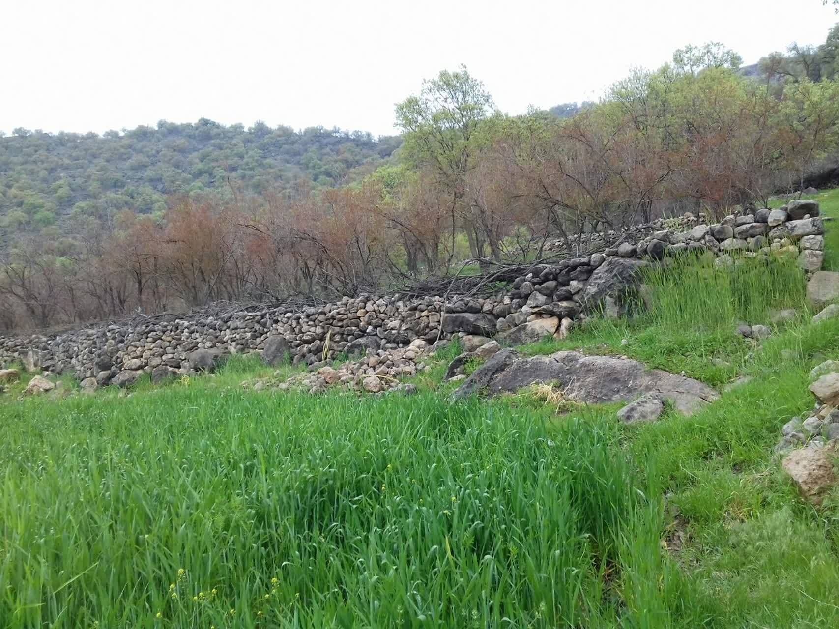 جاذبه طبیعی