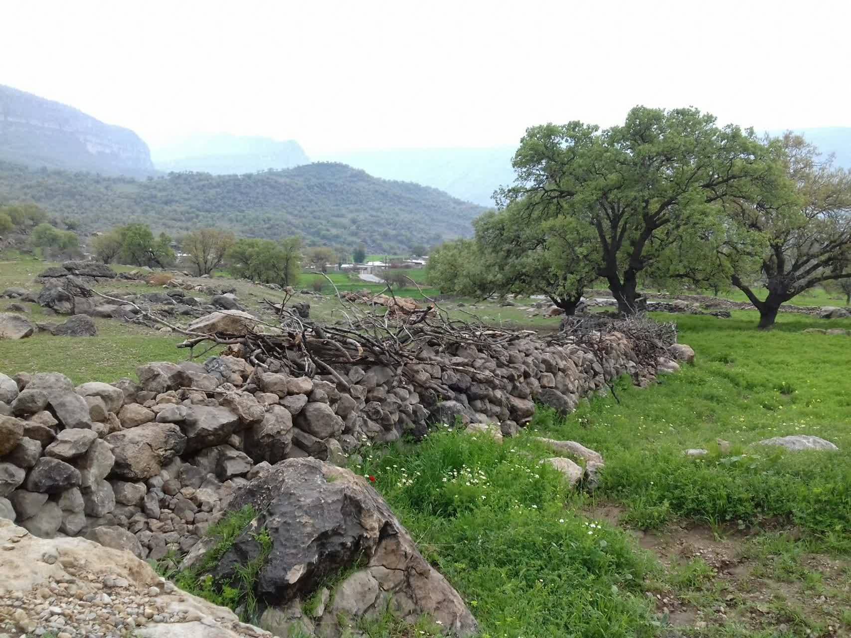طبیعت سرسبز