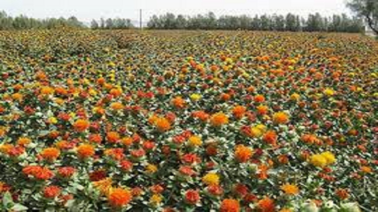 اختصاص ۷۸ هکتار از مزارع استان قزوین به کشت گلرنگ دیم