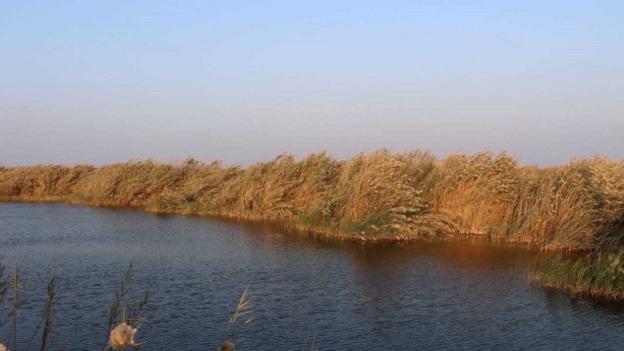 بررسی آخرین وضعیت تالاب‌های استان خوزستان