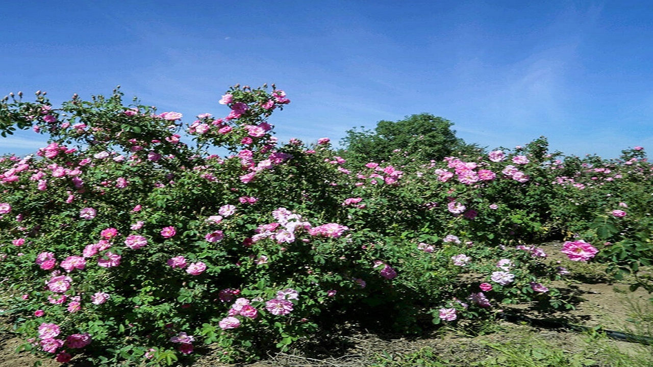 آغاز برداشت گل محمدی در سیستان و بلوچستان