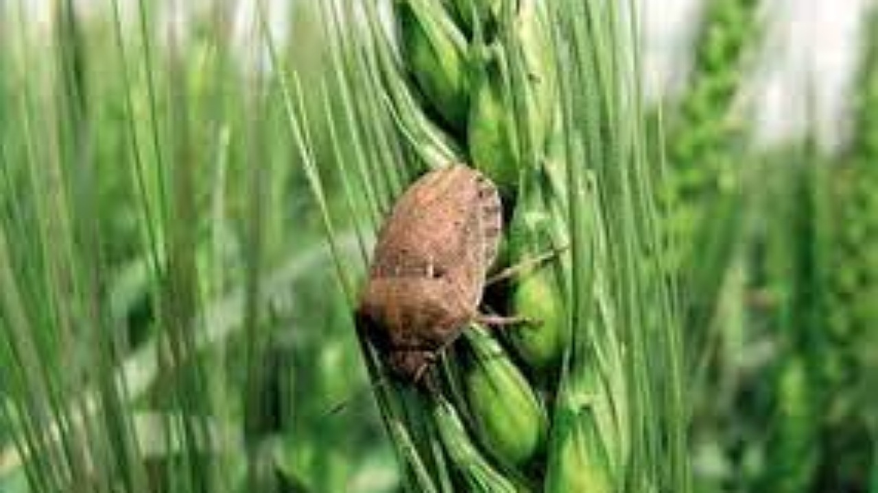 مبارزه با آفت سن در مزارع گندم کرمان