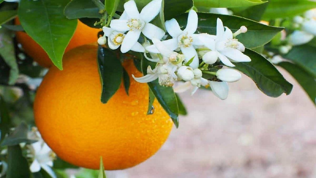 عطر شکوفه های نارنج در گرگان پیچید + تصاویر