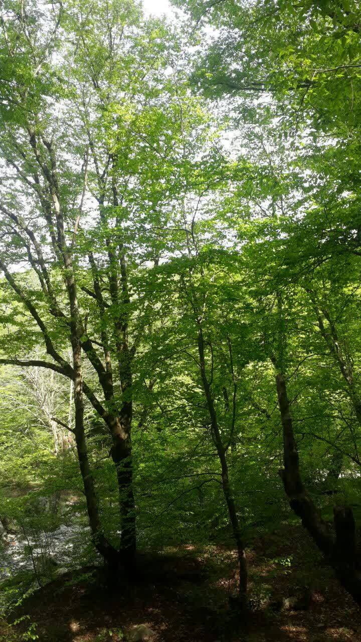 سرسبز شدن درحتان نارنج خودنمایی شکوفههای نارنج بر روی درختان + تصاویر