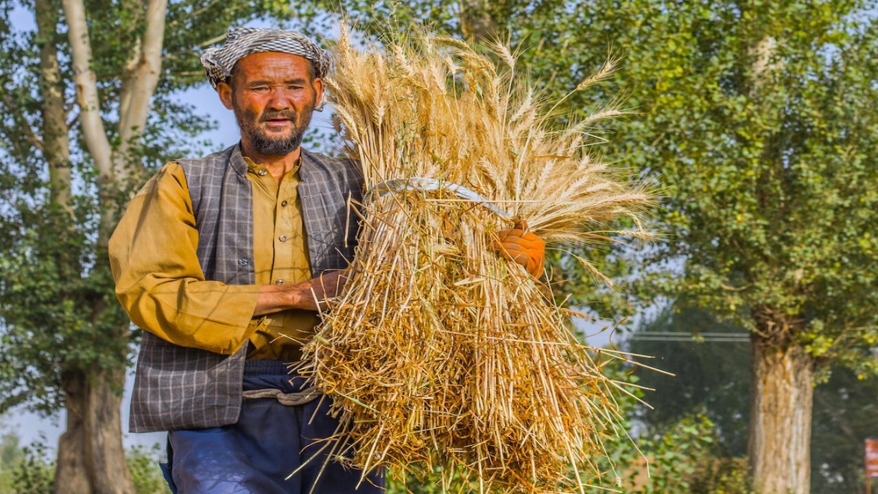 آغاز طرح تعیین وضعیت شغلی اتباع در بوشهر + فیلم