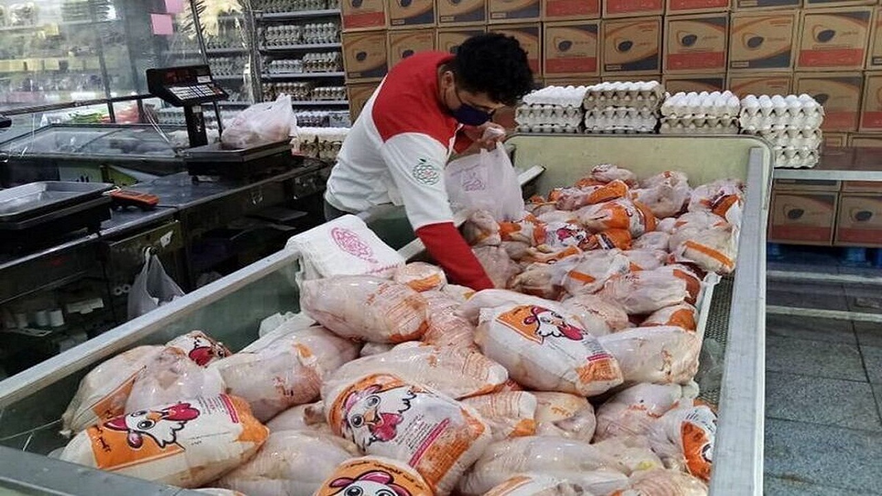 رفع کمبود مرغ؛ با واردات مرغ خارجی در آذربایجان غربی
