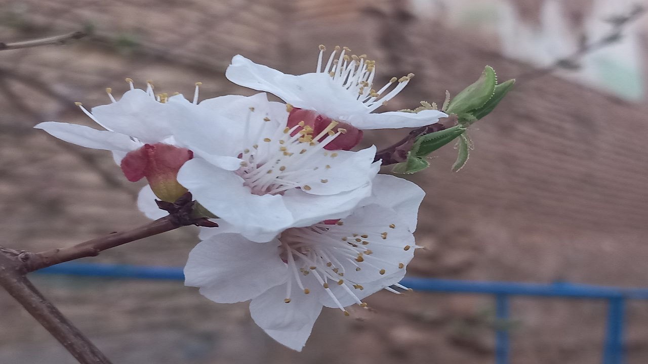 رخ نمایی شکوفه‌های بهاری درختان زردآلو در لارستان + تصاویر
