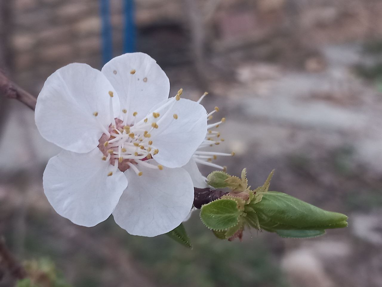 شکوفه بهاری درختان