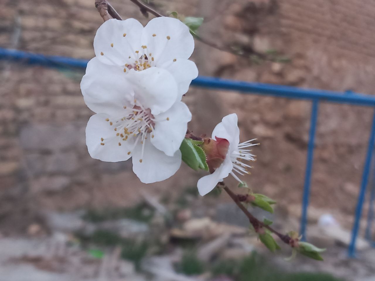 شکوفه های درختان