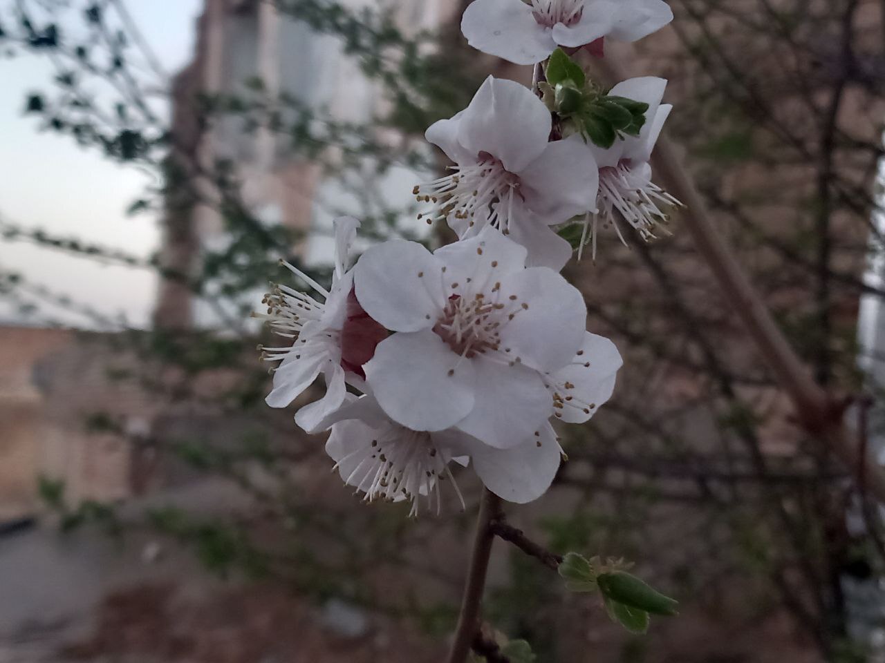 شکوفه های بهاری