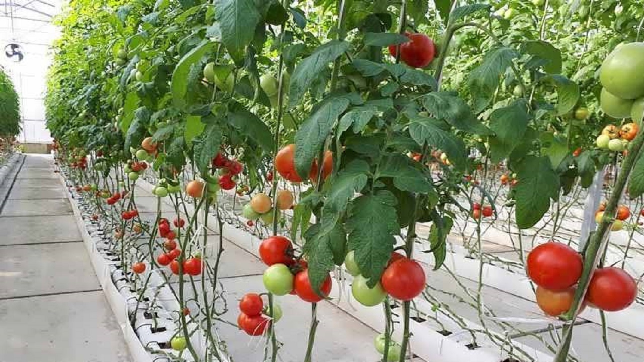 بهره برداری از طرح گلخانه هیدروپونیک در گمیشان تا مرداد امسال