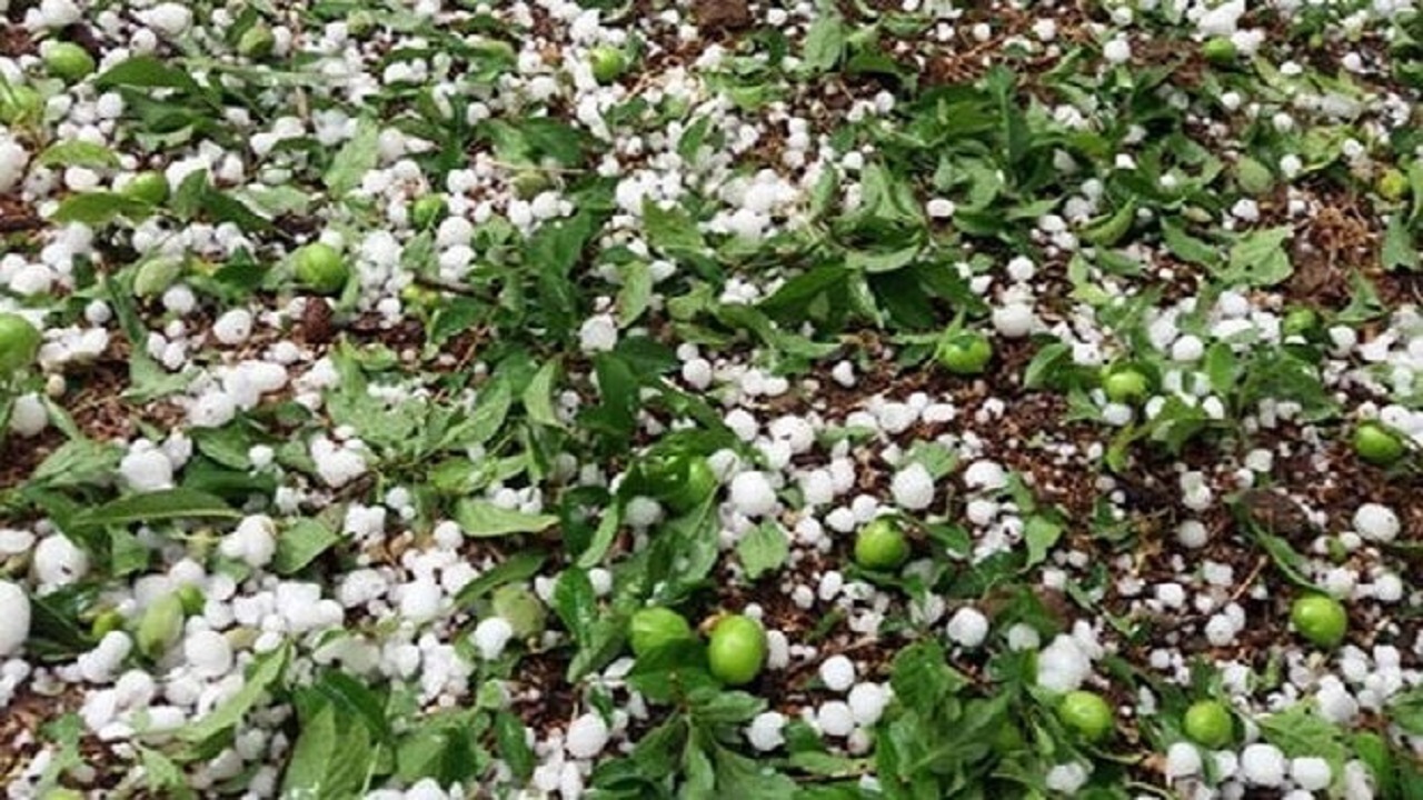 خسارت سرمازدگی به بیش از ۱۶ هزار هکتار از اراضی کشاورزی آذربایجان‌شرقی