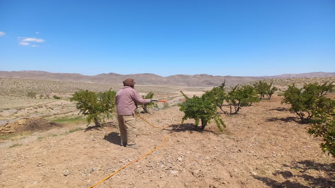 مبارزه با زنگ جارویی زرشک