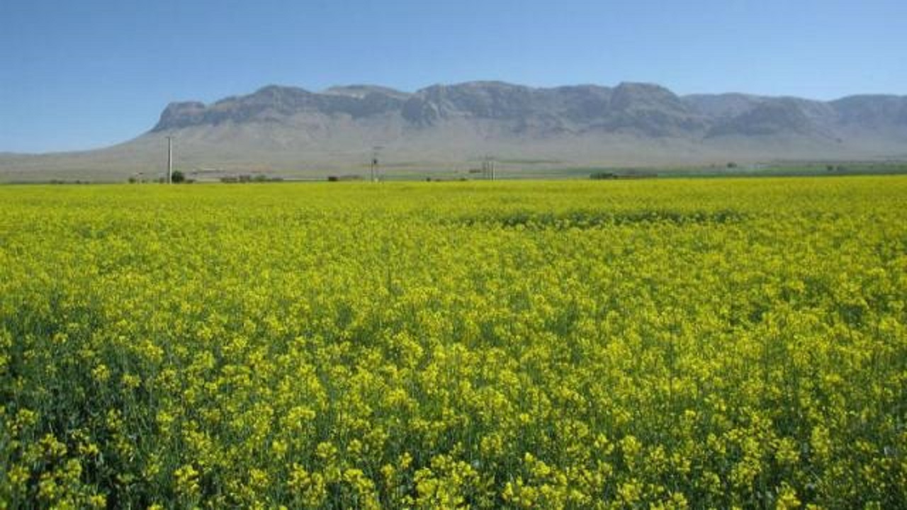 نخستین برداشت کلزای کشور از استان بوشهر آغاز شد