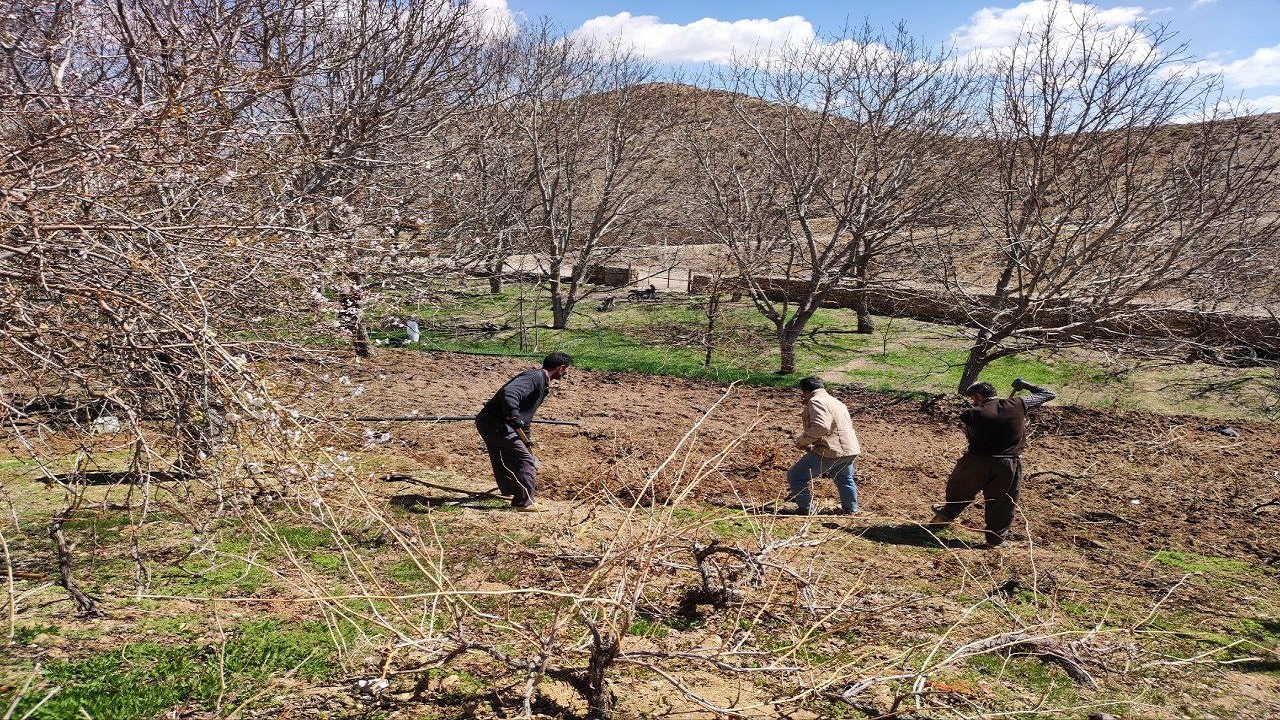 بیل زدن باغ‌های میوه در روستای توآباد به روایت شهروندخبرنگار + فیلم و تصاویر