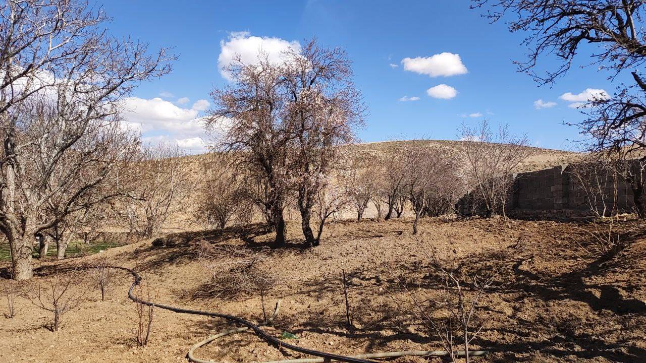 باغ میوه