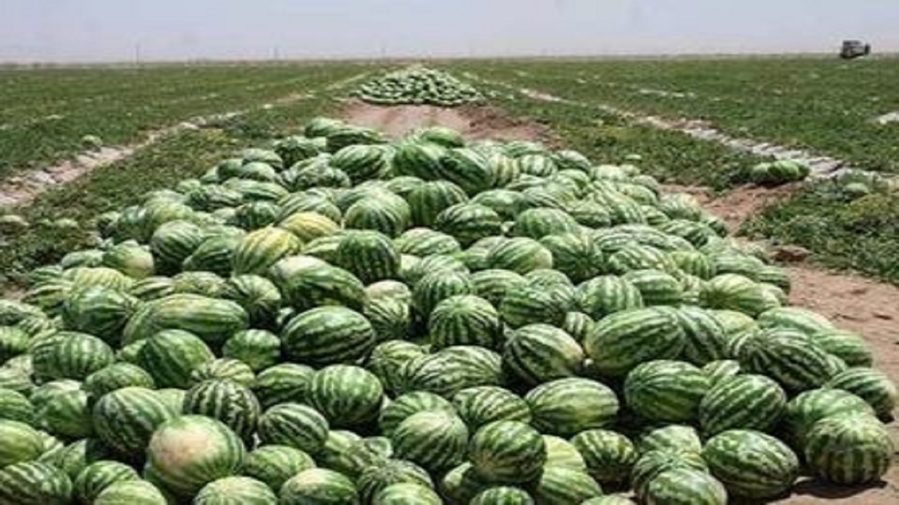 هندوانه دشتیاری سیستان و بلوچستان، وارد بازار شد