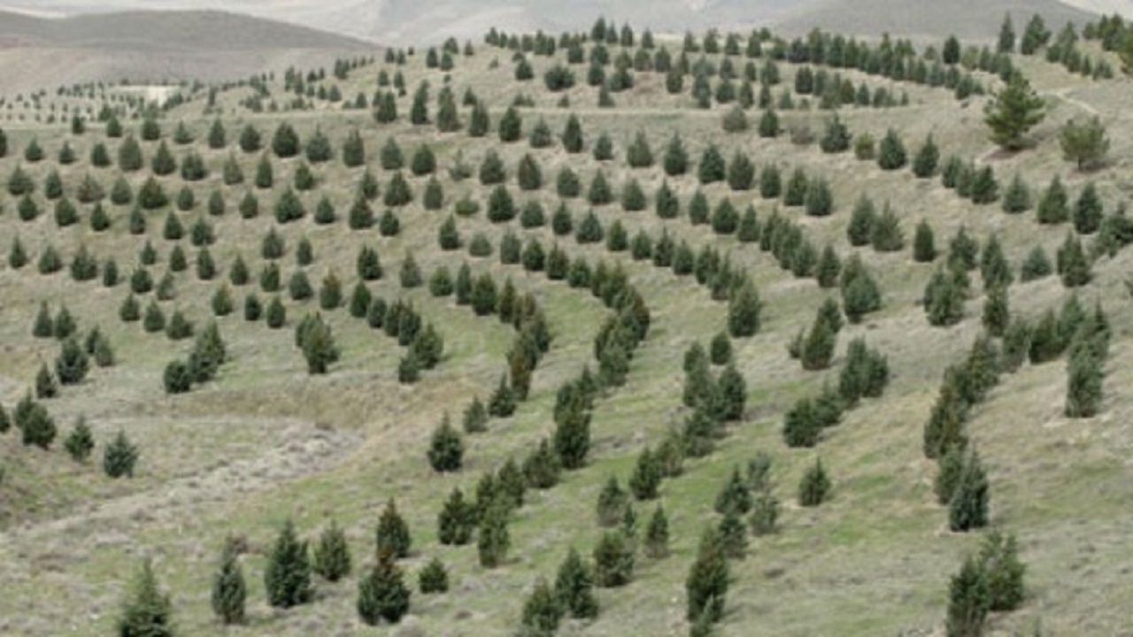 اجرای طرح «کمربند سبز» در اراضی ملی روستای بابلقانی ملایر