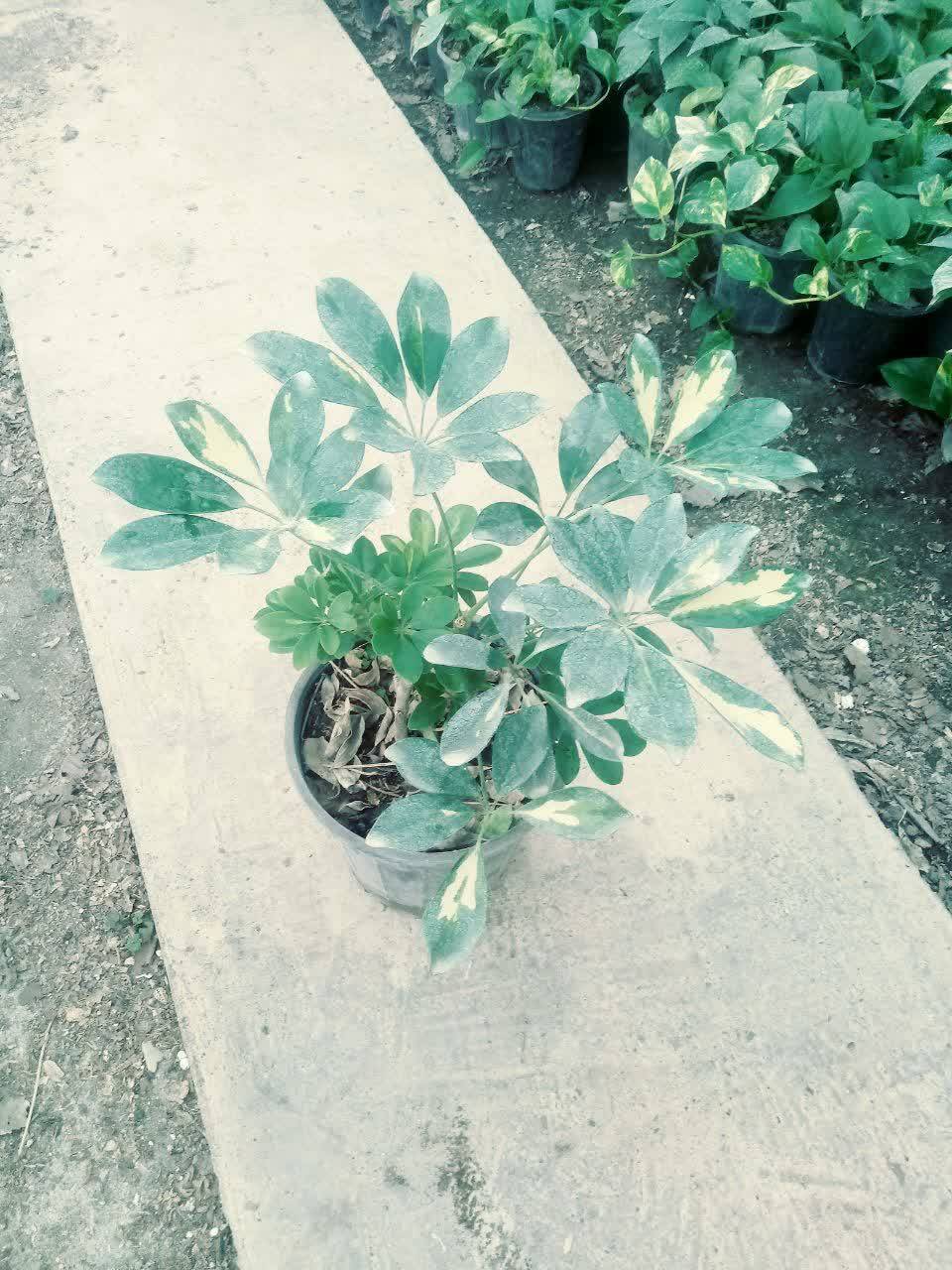 گل شلفرا