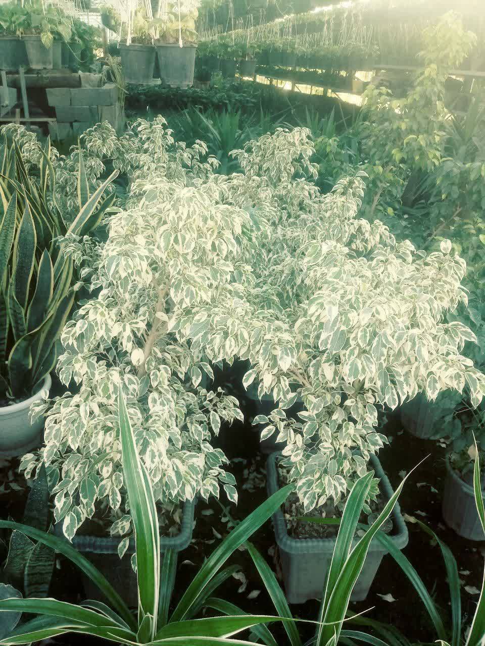 گل بنجامین