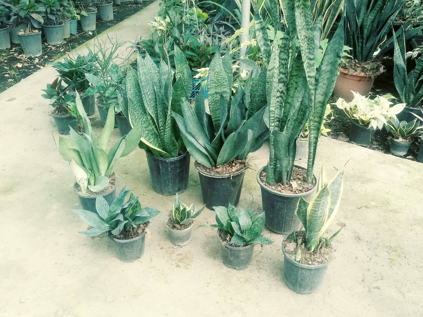 گل های خانگی