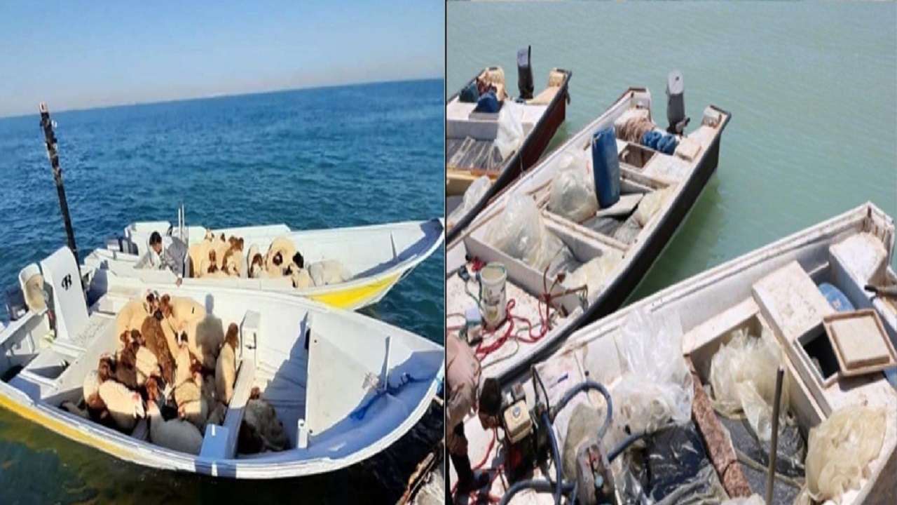 توقیف ۹ فروند قایق حامل دام زنده و کالای قاچاق در آب‌های هرمزگان / ۲۰ قاچاقچی دستگیر شدند