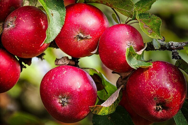 فردا آخرین مهلت ثبت نام محصولات باغی در سامانه سماک