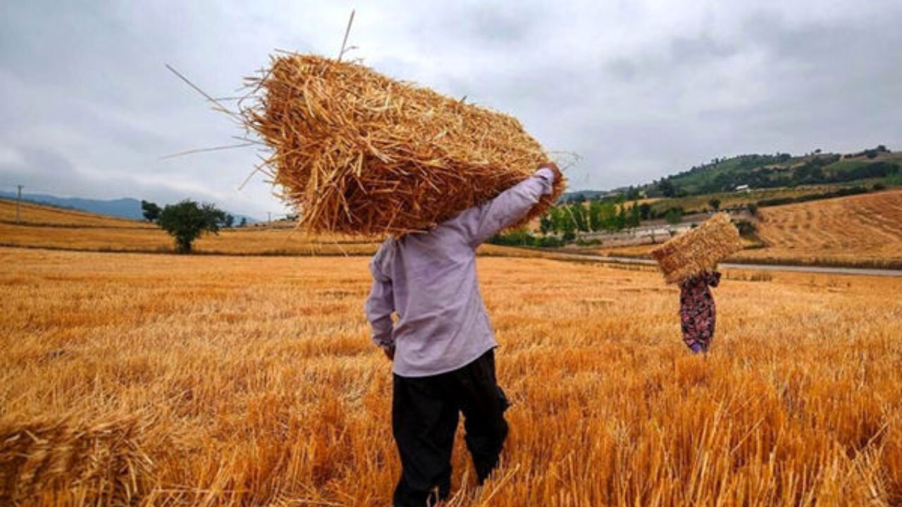 افغانستان بیش از ۴۰۰ هزار تن گندم را از کشت حذف کرده است