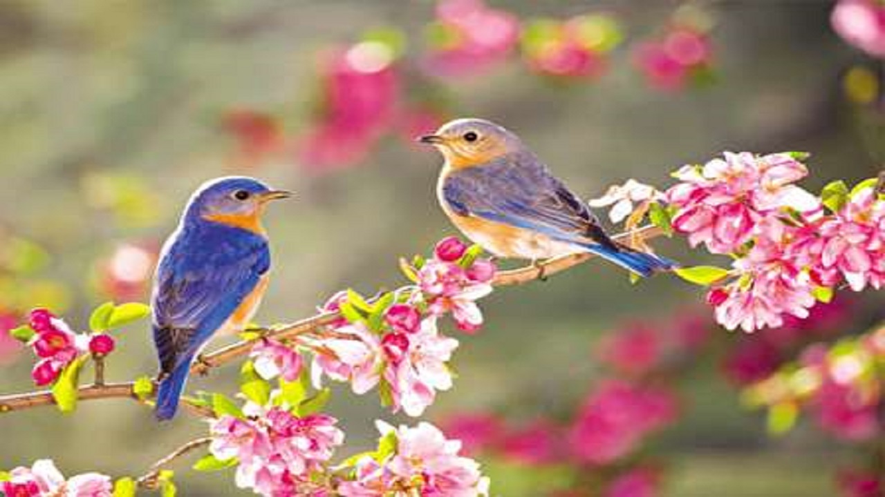 فرخی سیستانی؛ شاعر طبیعت و بهار