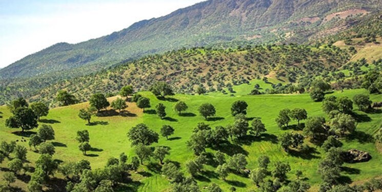درختی که از سل تا آلزایمر را درمان می‌کند