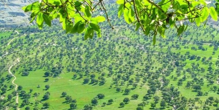 جنگل های بلوط ایلام