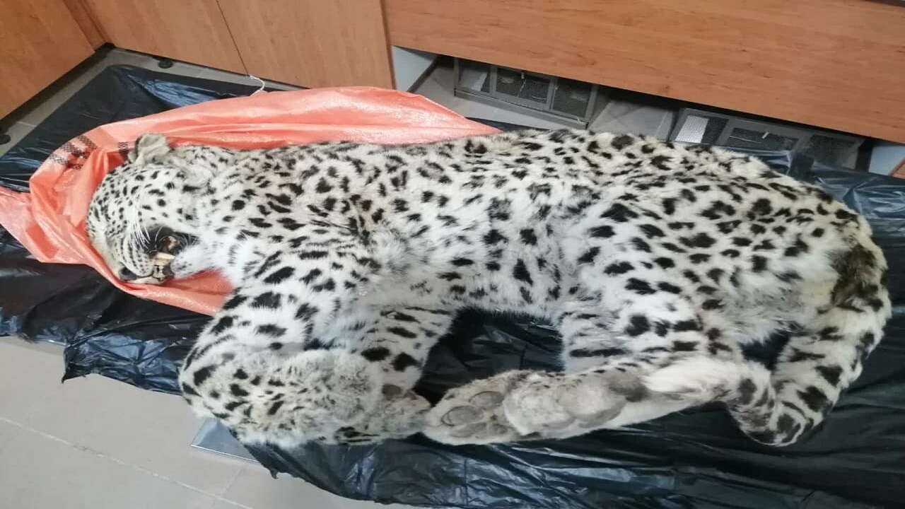 انتقال لاشه پلنگ دنا به یاسوج برای بررسی