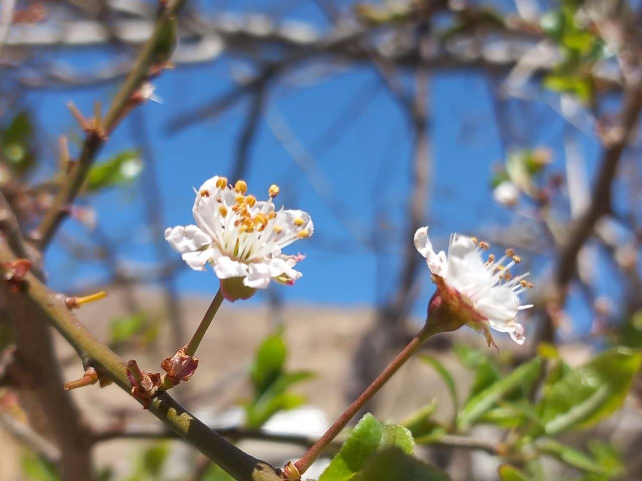 شکوفه های بهاری درختان