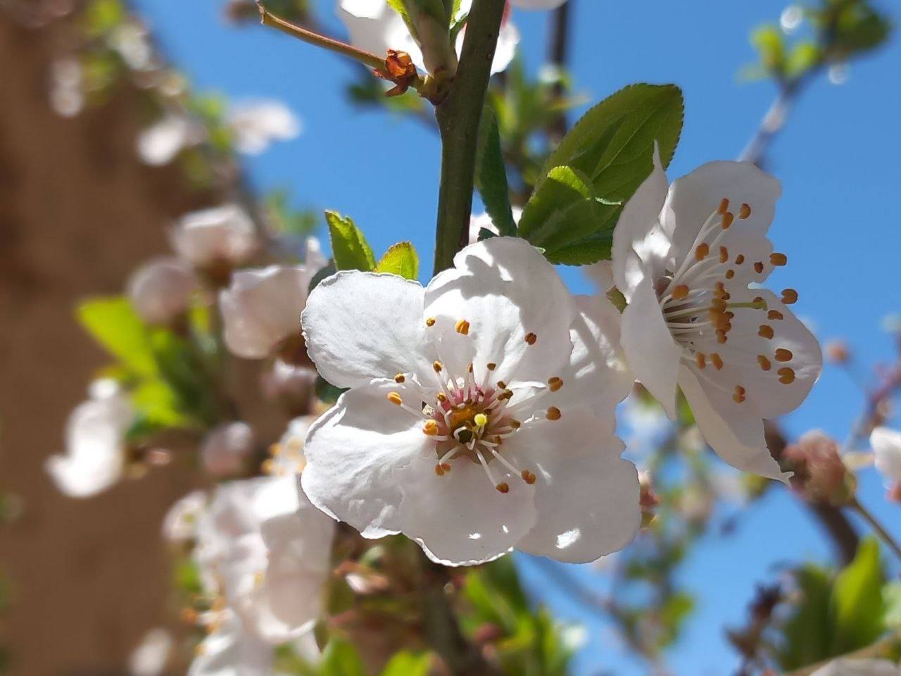 شکوفه