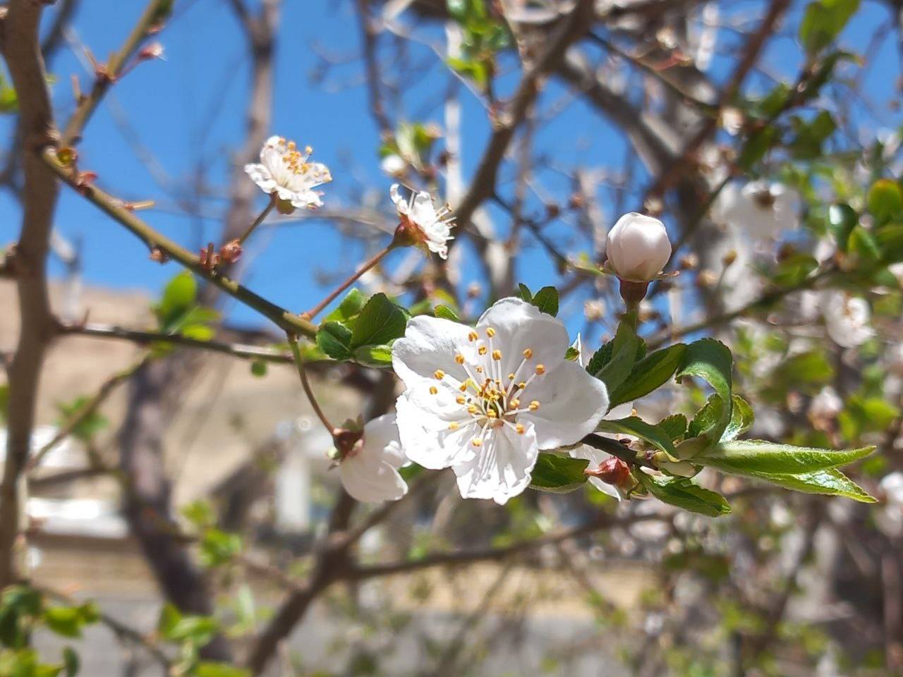 شکوفه های درختان