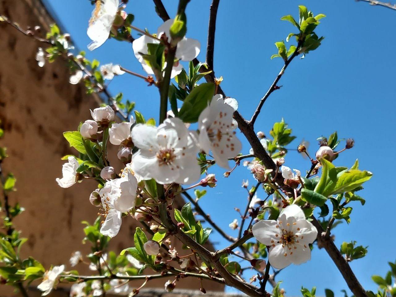شکوفه های بهاری