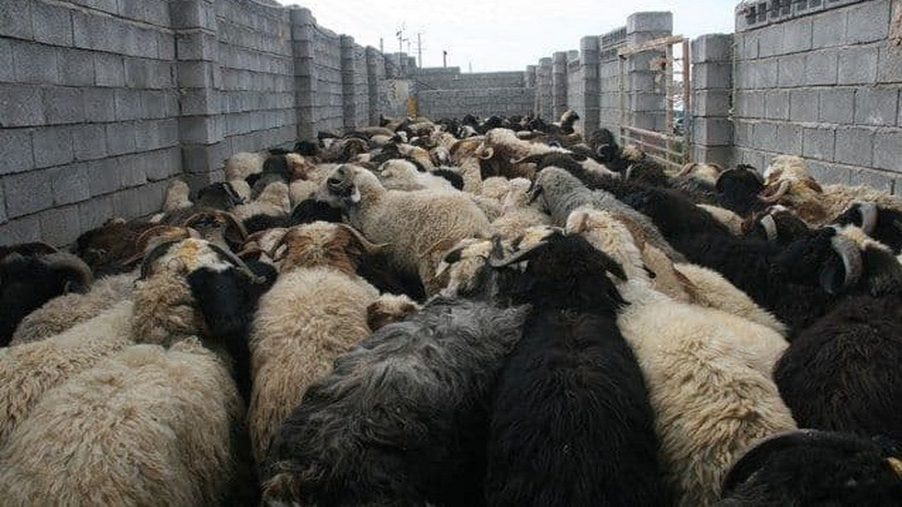 مهار بزرگترین کاروان قاچاق احشام در مرزهای آذربایجان غربی